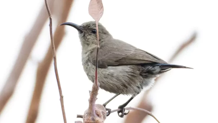 Türkiye’de Birinci Sefer Görülen Filistin Nektarkuşu