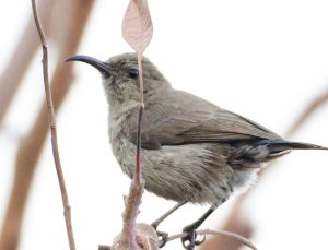 Türkiye’de ilk kez görüldü: Filistin nektarkuşu Samandağ Sahili’nde