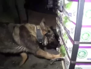 Tuzla’da Marul Yüklü Tırda Uyuşturucu Ele Geçirildi