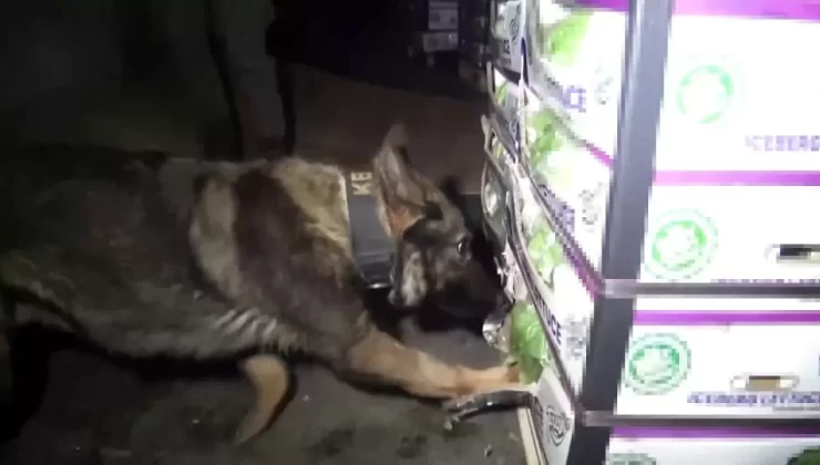 Tuzla’da Marul Yüklü Tırda Uyuşturucu Ele Geçirildi