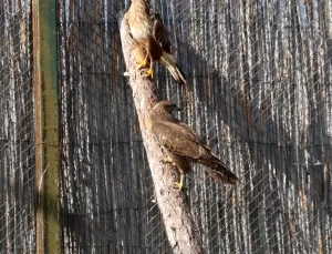 Yaban Hayatı Rehabilitasyon Merkezinde 650 Hayvana Müdahale!