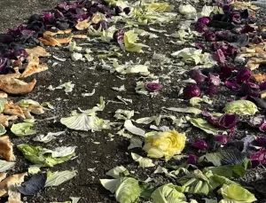 Yaban Hayvanlarına Kış Yardımı