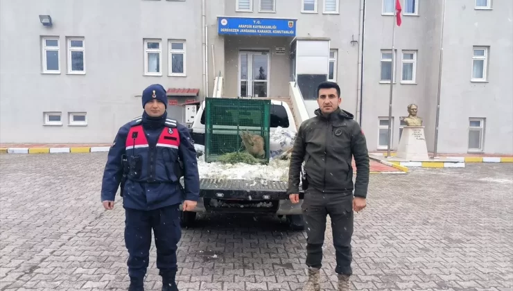 Yaralı Dağ Keçisi Tedavi Altına Alındı