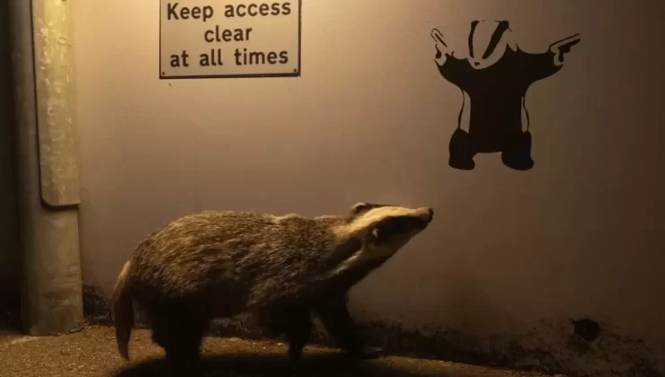 Yılın Yaban Hayatı Fotoğrafı ‘No Access’ Seçildi