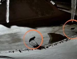 Yüksekova’da Maden Tesisine İki Kurt Girdi