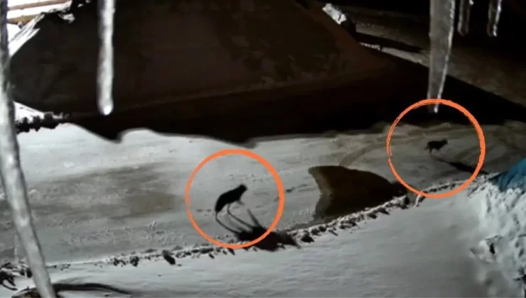 Yüksekova’da Maden Tesisine İki Kurt Girdi