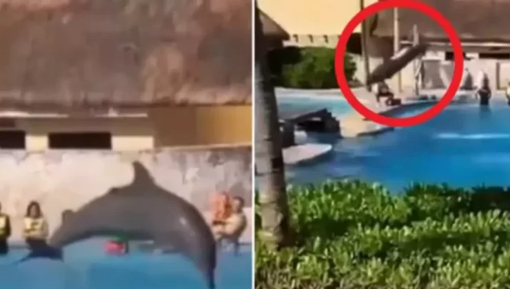 Yunus balığı, şov sırasında köprüye çarparak öldü