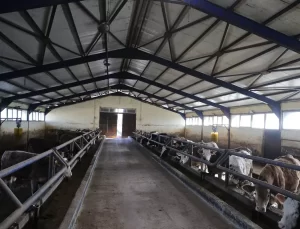 Yusuf Coruk’un Hibe Dayanaklı Hayvancılık Başarısı