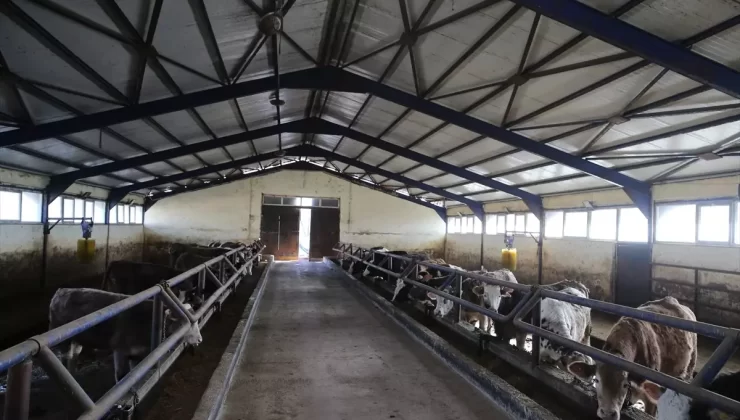 Yusuf Coruk’un Hibe Dayanaklı Hayvancılık Başarısı