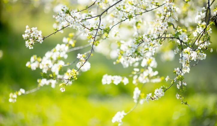 21 Mart resmi tatil mi olacak? 21 Mart Nevruz Bayramı resmi tatil olur mu?