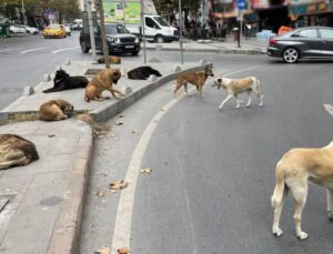Sahipsiz Köpeklerin Toplanması İçin Valiliklerden Talimat! Uymayan Belediyelere Ağır Yaptırım