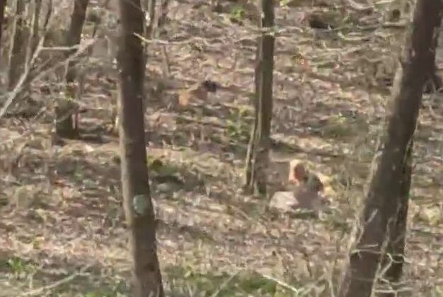 Sakarya’da Başıboş Köpekler Koyunu Telef Etti, Motosiklet Sürücüsüne Saldırdı