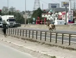 Trafiği Felç Eden Tosun! Sakarya D-100’de Kaçış Anları Kamerada.Vatandaşlar Seferber Oldu